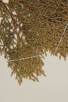 側柏藏品圖，第5張