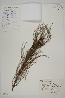 池杉藏品圖，第1張