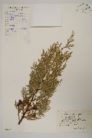 側柏藏品圖，第1張