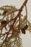 側柏藏品圖，第3張