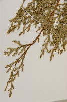 側柏藏品圖，第4張