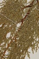 側柏藏品圖，第5張