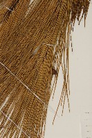 馬尾松藏品圖，第3張