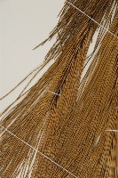 馬尾松藏品圖，第4張