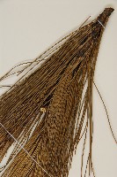 馬尾松藏品圖，第5張