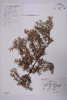 刺柏藏品圖，第1張