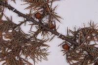 刺柏藏品圖，第3張