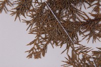 刺柏藏品圖，第4張