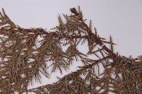 刺柏藏品圖，第5張