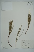 草麻黃藏品圖，第1張