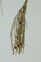 草麻黃藏品圖，第3張