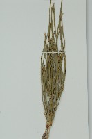 草麻黃藏品圖，第4張