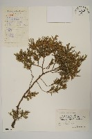 檜柏藏品圖，第1張