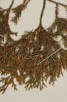 檜柏藏品圖，第3張