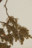 檜柏藏品圖，第4張