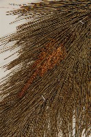 馬尾松藏品圖，第3張