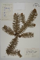 杉木藏品圖，第1張