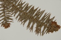 杉木藏品圖，第3張