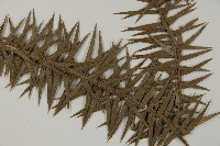 杉木藏品圖，第4張