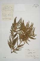 三尖杉藏品圖，第1張