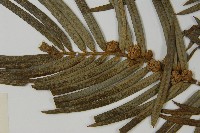 三尖杉藏品圖，第3張