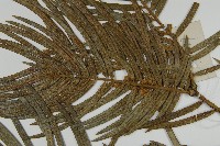 三尖杉藏品圖，第4張