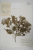 福建柏藏品圖，第1張