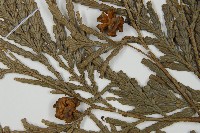 福建柏藏品圖，第3張