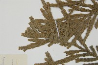 福建柏藏品圖，第5張