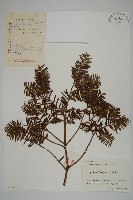 東北紅豆杉藏品圖，第1張