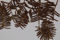 東北紅豆杉藏品圖，第3張