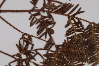 東北紅豆杉藏品圖，第4張