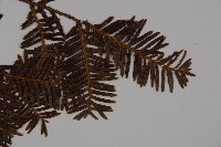 東北紅豆杉藏品圖，第5張