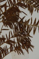 臺灣紅豆杉藏品圖，第3張