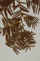 臺灣紅豆杉藏品圖，第4張