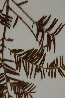 臺灣紅豆杉藏品圖，第5張