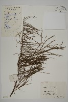 池杉藏品圖，第1張