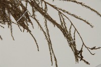 池杉藏品圖，第3張