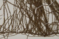 池杉藏品圖，第4張