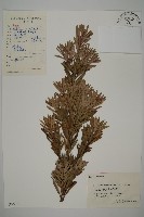 大葉羅漢松藏品圖，第1張