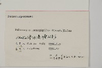 大葉羅漢松藏品圖，第2張