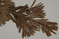 大葉羅漢松藏品圖，第3張