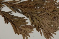 大葉羅漢松藏品圖，第4張