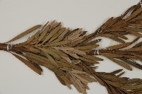 大葉羅漢松藏品圖，第5張