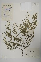 柏木、柏樹藏品圖，第1張