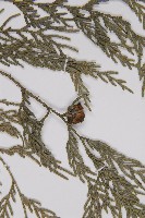 柏木、柏樹藏品圖，第3張