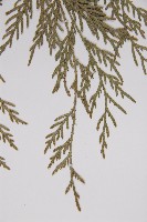 柏木、柏樹藏品圖，第4張