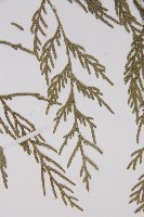 柏木、柏樹藏品圖，第5張