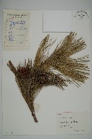 黑松藏品圖，第1張