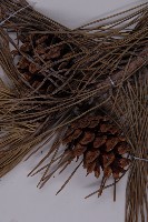 黑松藏品圖，第3張